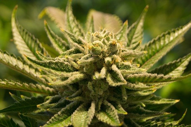 rostlina marihuana