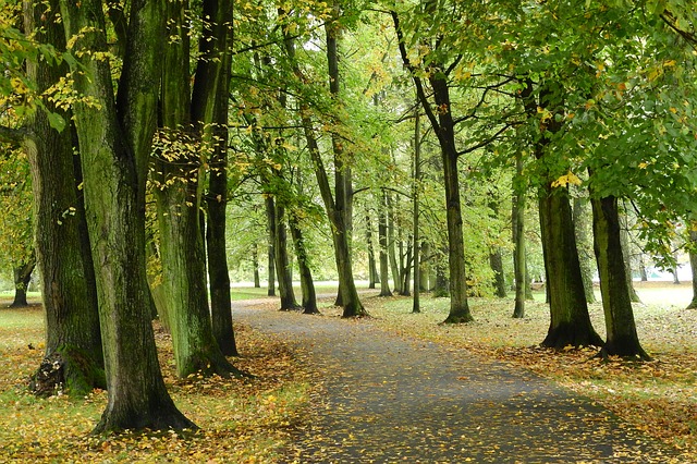podzim v pražském parku